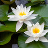 White Water Lily Seeds – / Lily Pad / Sacred Asian Water Lotus Nymphaea Ampla Flower – photo 7