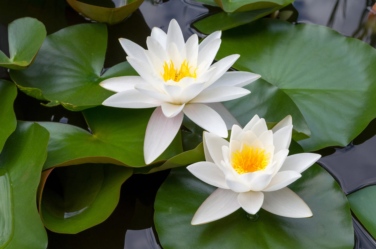 White Water Lily Seeds – / Lily Pad / Sacred Asian Water Lotus Nymphaea Ampla Flower – photo 7