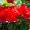 10 RED CUMBERLAND AZALEA Rhododendron Cumberlandense Bush Shrub Flower Seeds