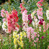25 Double MADAME BUTTERFLY SNAPDRAGON Mixed Colors Antirrhinum Majus Flower Seeds