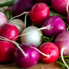 500 Mixed Colors EASTER EGG RADISH Raphanus Sativus Vegetable Seeds