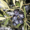 15 EUROPEAN OLIVE TREE Olea Europaea Edible Common Green Black Fruit Seeds