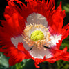 500 DANISH FLAG POPPY Red & White Queens Poppy Papaver Somniferum Danebrog Flower Seeds