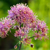 5 COLUMBINE MEADOW RUE Thalictrum Aquilegifolium Purple Pink Flower Seeds