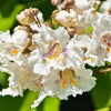 50 Flowering NORTHERN CATALPA Speciosa TREE Seeds (aka Western Catalpa or Catawba / Indian Cigar / Fish-Bait)
