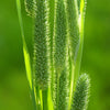 500 DERBY TIMOTHY GRASS Ornamental Phleum Pratense Seeds