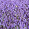 100 ORGANIC Superior LICORICE MINT Agastache Rugosa Korean Tea Herb Purple Flower Seeds