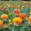 300 SAFFLOWER Saffron Carthamus Tinctorius Yellow Orange Flower Seeds