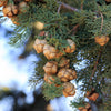 20 MEDITERRANEAN CYPRESS TREE Italian Pencil Pine Cedar Cupressus Sempervirens Stricta Seeds