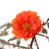 100 Orange PORTULACA MOSS ROSE Portulaca Grandiflora Succulent Flower Seeds