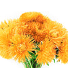 30 YELLOW NEEDLE ASTER Callistephus Chinensis Unicom Flower Seeds