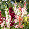 25 Double MADAME BUTTERFLY SNAPDRAGON Mixed Colors Antirrhinum Majus Flower Seeds