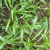 Mibuna Cabbage Seeds – Mibu Greens Japanese Brassica Rapa Japonica Vegetable – photo 3