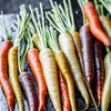 500 RAINBOW CARROT MIX White Red Yellow Purple Orange Daucus Carrota Seeds