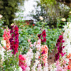 25 Double MADAME BUTTERFLY SNAPDRAGON Mixed Colors Antirrhinum Majus Flower Seeds
