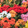 10 MIXED DOUBLE BEGONIA Tuberosa Tuberous Begonia Red Pink White Yellow Orange Shade Flower Seeds