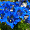 15 Blue STEMLESS GENTIAN Gentiana Acaulis Kochiana Flower Seeds