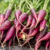 400 COSMIC PURPLE CARROT Daucus Carota Vegetable Seeds