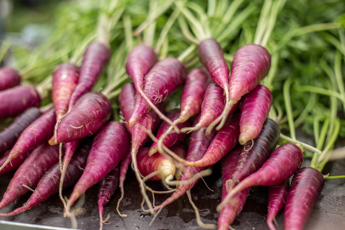 Cosmic Purple Carrot Seeds – Daucus Carota Vegetable – photo 5