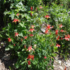 100 WILD/ CANADIAN COLUMBINE Aquilegia Canadensis Flower Seeds