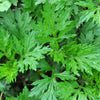 1000 COMMON MUGWORT Artemisia Vulgaris Wild Wormwood Herb Yellow Red Flower Seeds