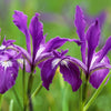 20 Blue & Purple OREGON IRIS ( Tough-Leaf Iris ) Iris Tenax Flower Seeds
