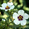10 SIMPLY LOVE HIBISCUS (Flower of the Hour / Baldder Hibiscus) Hibiscus Trionum Flower Seeds