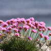 50 SEA THRIFT Armeria Maritima California Sea Pink Cliff Rose Cushion Pink Lavender Native Maritime Flower Seeds