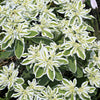 20 SNOW On THE MOUNTAIN Euphorbia Marginata Variegated Groundcover Sun or Shade Flower Seeds