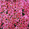 10 EMPEROR'S WAVE SEDUM Red Upright Telephium Succulent Stonecrop Flower Hylotelephium Seeds