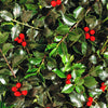 40 AMERICAN HOLLY Ilex Opaca Tree Shrub Evergreen Red Berry Seeds - aka White Holly, Prickly Holly, Christmas Holly, Yule Holly