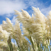 200 WHITE PAMPAS GRASS Cortaderia Selloana Ornamental Flower Seeds