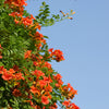 25 Orange HUMMINGBIRD TRUMPET CREEPER Campsis Radicans Vine Flower Seeds