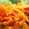 50 Mixed Colors INDIAN CHRYSANTHEMUM Indicum Hardy Mum Double Red Yellow Pink Orange Purple Bicolor Flower Seeds