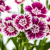 500 MIXED CHINESE PINKS China Rainbow Pink Dianthus Chinensis Bicolor Flower Seeds