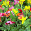 5 MIXED CANNA LILY Generalis Mix Colors Red Yellow Hummingbird Flower Seeds