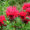 10 Panorama RED BEE BALM Monarda Didyma Oswego Tea Herb Flower Seeds