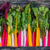 150 Mixed Colors NORTHERN LIGHTS  SWISS CHARD (Perpetual Spinach) Beta Vulgaris Cicla Vegetable Seeds