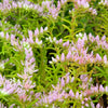 150 MIXED SEDUM Stonecrop Succulent Groundcover Red White Yellow Pink Purple Flower Seeds
