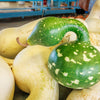 Gooseneck / Bottle / Swan Gourd Lagenaria Siceraria Vine Seeds – photo 12