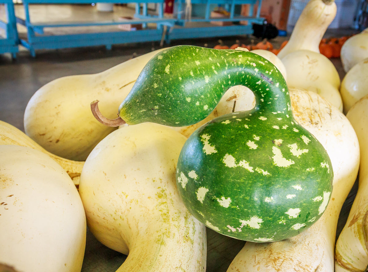 Gooseneck / Bottle / Swan Gourd Lagenaria Siceraria Vine Seeds – photo 12