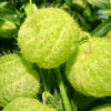10 BALLOON MILKWEED Hairy Balls Butterfly Weed Asclepias Gomphocarpus Physocarpus Monarch Flower Seeds