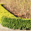 30 AMERICAN BOXWOOD Common Buxus Sempervirens European Box Shrub Seeds