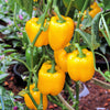 100 Golden YELLOW BELL PEPPER California Wonder Capsicum Annuum Vegetable Seeds