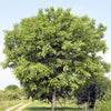 5 ENGLISH WALNUT aka Common, Hardy Carpathian, Persian Nut Fruit Tree Juglans Regia Orientis Seeds
