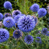 25 Blue GLOBE THISTLE Echinops Ritro Southern Globethistle Pollinator Flower Seeds