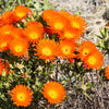 100 Gelato ORANGE ICE PLANT Mesembryanthemum Livingstone Daisy Flower Seeds