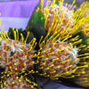 50 BUTTONBUSH / HONEYBALL Cephalanthus Occidentalis White Hummingbird Flower Bush Shrub Seeds