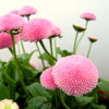100 PINK ENGLISH DAISY Bellis Perennis Tasso Pink Double Flower Seeds