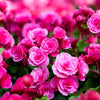 10 BRIGHT PINK DOUBLE BEGONIA Tuberosa Tuberous Begonia Shade Flower Seeds